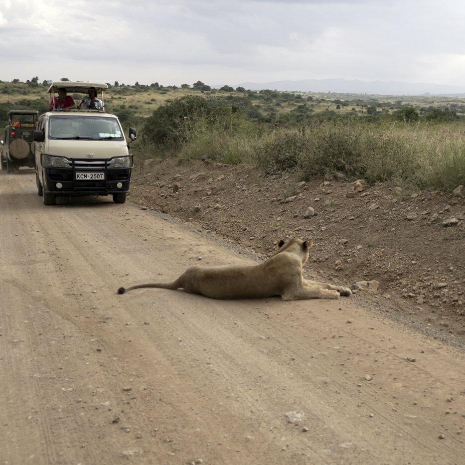 He lives alongside lions in Nairobi. The human-wildlife collision is dazzling - and dangerous